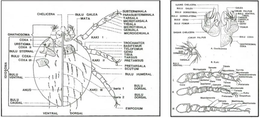 Gambar 1. Morfologi Tungau Trumbikulid (Nadchatram & Dohany 1974)