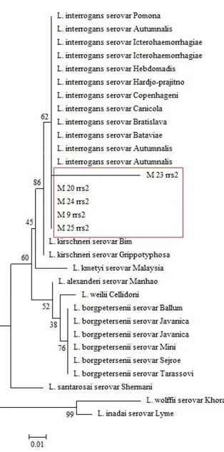 Gambar 4. Pohon filogeni sekuen 16S rRNA Leptospira.  Pohon filogeni dikontruksi dengan menggunakan metode maximum likelihood boostrap 1000x