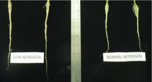 Gambar 1 . Panjang akar tanaman mutan insersi pada perlakuan konsentrasi nitrogen yang berbeda Berat kering 
