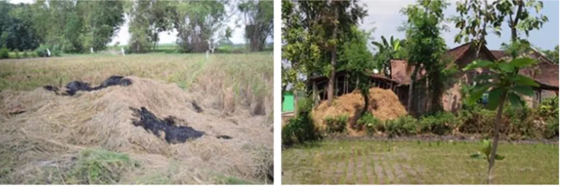 Gambar 1. Kondisi jerami padi di Desa Garon diletakkan diareal persawahan dan  dibakar