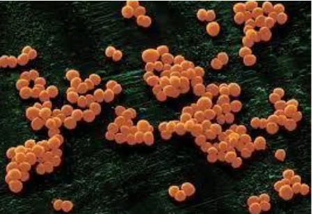 Gambar 2.3 Bakteri Staphylococcus aureus 