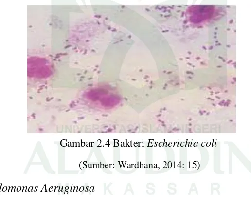 Gambar 2.4 Bakteri Escherichia coli 