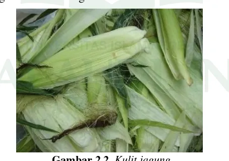 Gambar 2.2. Kulit jagung 