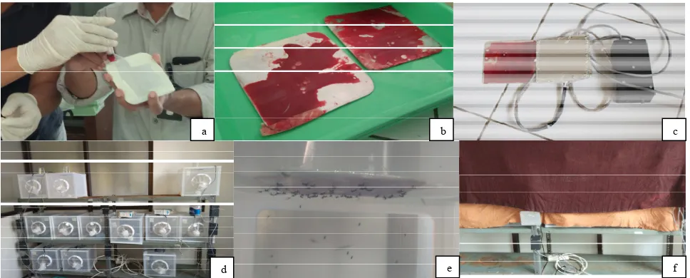 Gambar 1.  proses aplikasi membran blood feeding dengan modifikasi hemotex pada variasi konsentrasi eDTA pada Ae