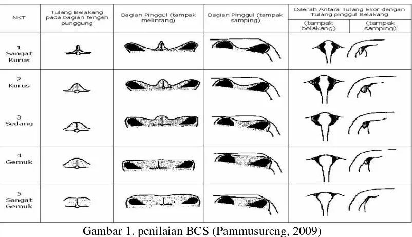 Gambar 1. penilaian BCS (Pammusureng, 2009) 