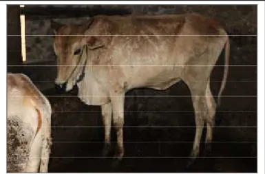 Gambar 1. Kondisi kesehatan ternak pascaerupsi gunung Merapi di Kabupaten Magelang