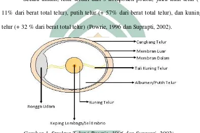 Gambar 1. Struktur Telur ( Powrie, 1996 dan Suprapti, 2002)  