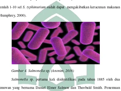 Gambar 4. Salmonella sp. (Anonim, 2016) 