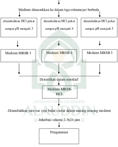 Gambar 1 Skema Kerja Uji pertumbuhan BAL terhadap Ketahanan terhadap Nilai Keasaman (pH) 