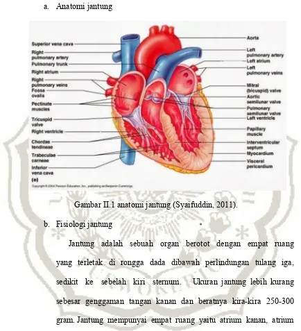 Gambar II.1 anatomi jantung (Syaifuddin, 2011).