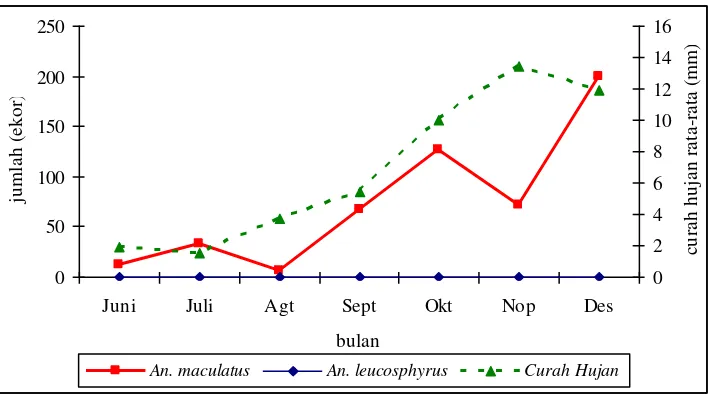 Gambar 6. Fluktuasi curah hujan, jumlah An. maculatus dan An leucosphyrus dengan metode umpan orang yang tertangkap di Desa Sukaraja Kabupaten OKU Selatan tahun 2009  