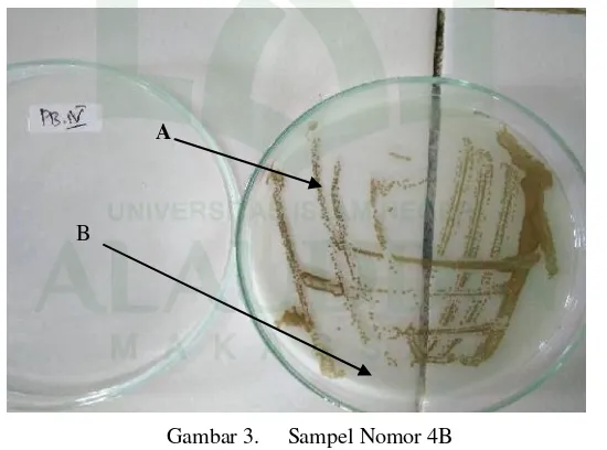 Gambar 3. Menunjukkan hasil pengujian bakteri Salmonella pada sampel 