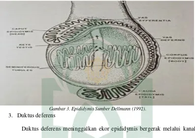 Gambar 3. Epididymis Sumber Dellmann (1992). 