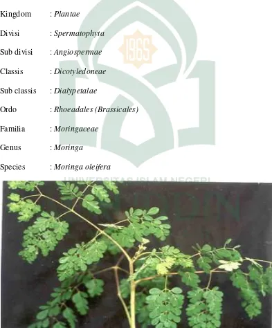 Gambar 7 : Daun, buah, dan bunga Moringa oleifera Sumber Hsu et al, (2006). 