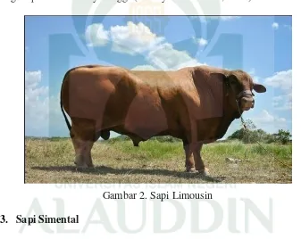 Gambar 2. Sapi Limousin 