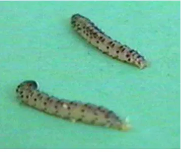Gambar 3. Pupa C. sacchariphagus 