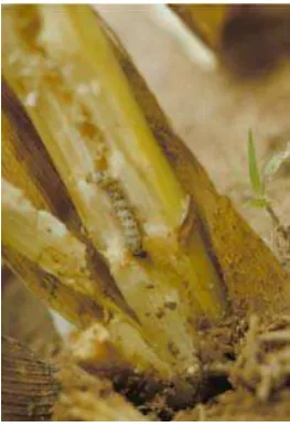 Gambar 9. Imago C. auricilius 