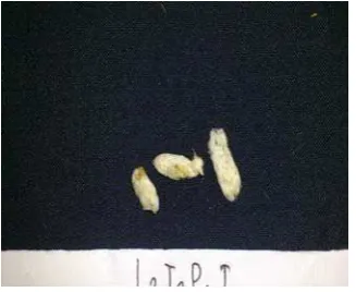 Gambar 11. (a) kokon C. flavipes.  