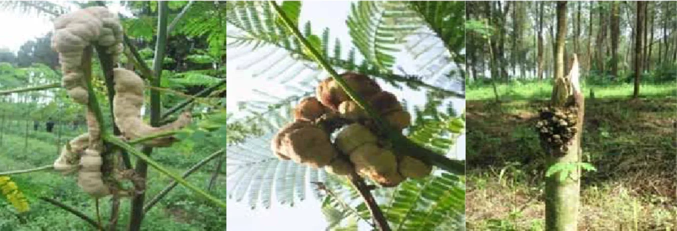 Gambar 4.  Serangan penyakit karat tumor pada cabang dan batang tegakan provenan Solomon di  Bondowoso, Jawa Timur 