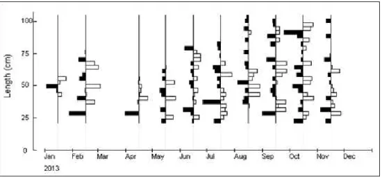 Gambar 1. Sebaran ukuran panjang ikan kakap laut-dalam (Etelis radiosus) menurut bulan pengamatan di perairan Teluk Cenderawasih.