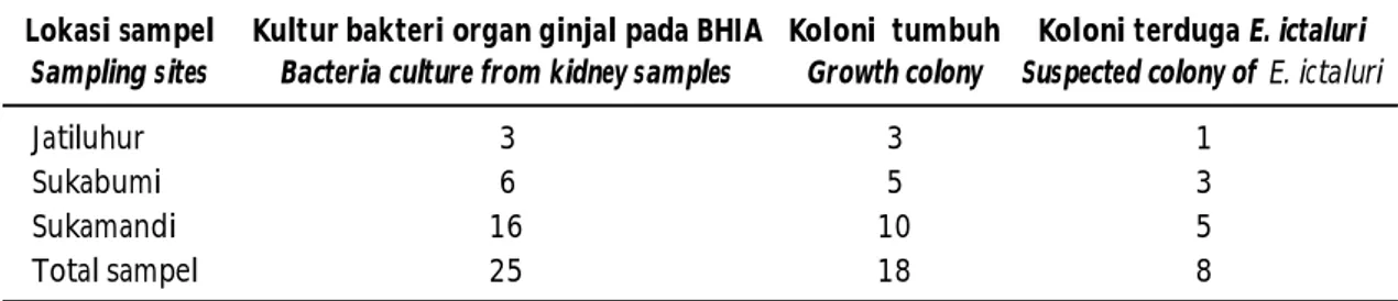Table 1. The  result  of  bacteria  cultured  in  BHI  Agar collected  from  kidney  of  sampled  fish  from  three farming locations (Jatiluhur, Sukabumi, and Sukamandi)