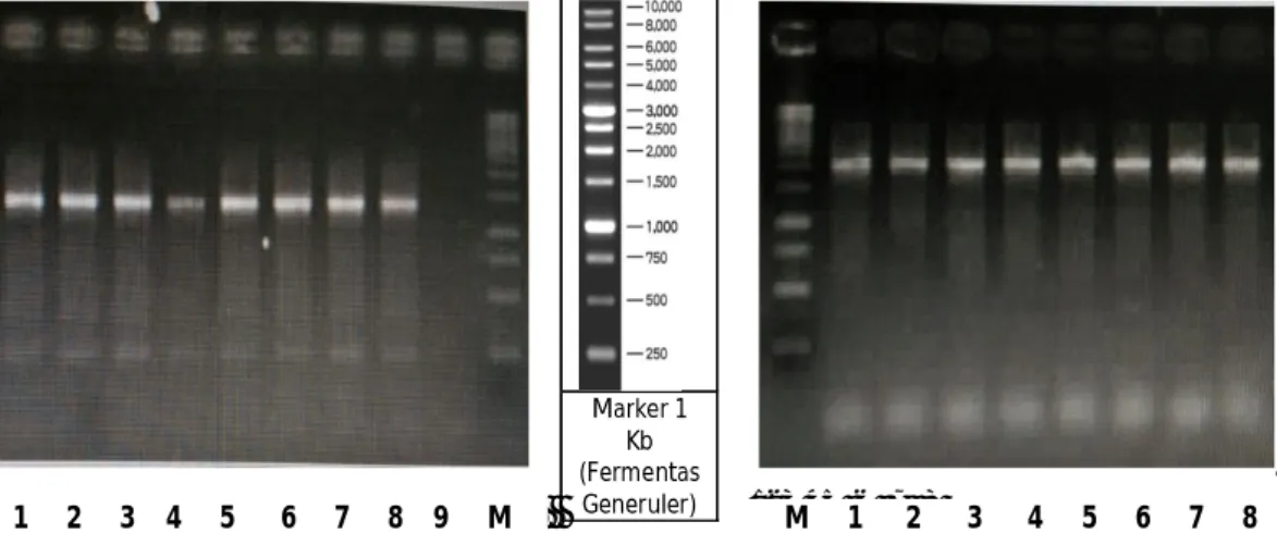Gambar 1. Amplifikasi DNA dengan polymerase chain reaction (PCR) pada delapan isolat bakteri yang terindikasi sebagai Edwardsiella (A) dan Edwardsiella ictaluri (B) yang diisolasi dari organ ginjal ikan patin (Pangasius sp.)