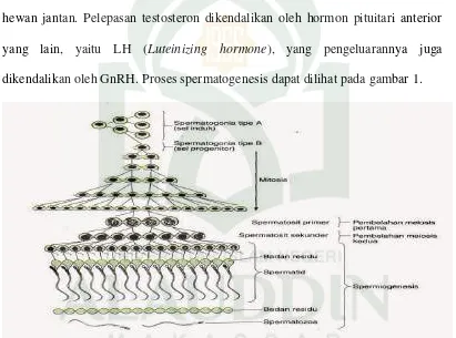 Gambar 1. Proses spermatogenesis (Junqueira dkk,. 2007) 
