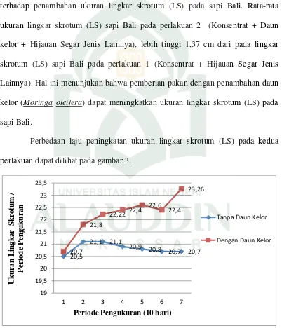 Grafik 1. Ukuran Lingkar Skrotum (LS) Sapi Bali Dengan Penambahan Daun Kelor Dan Tanpa Daun Kelor 