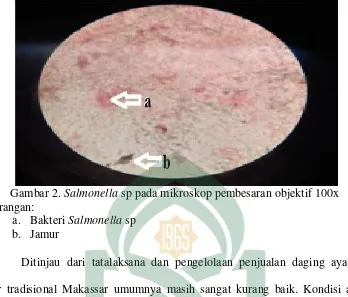 Gambar 2. Salmonella sp pada mikroskop pembesaran objektif 100x 