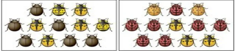 Gambar : Variasi genetic pada kelompok kumbang