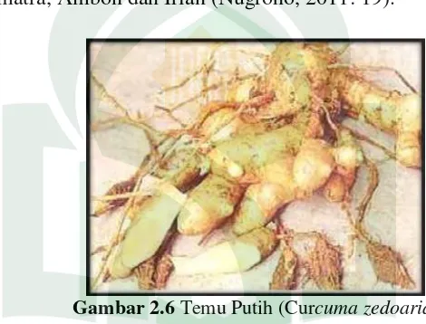 Gambar 2.6  Temu Putih (Curcuma zedoaria) 