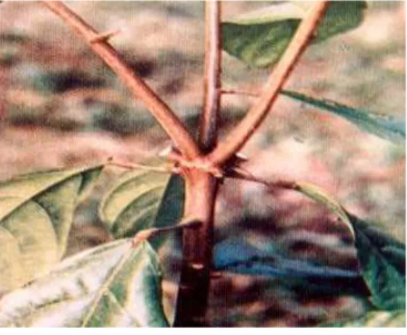 Gambar 1.  Contoh tanaman kakao muda sebelum dipangkas dengan yang sudah dipangkas