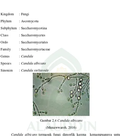 Gambar 2.4 Candida albicans 