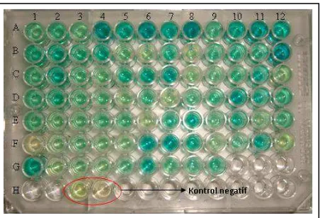 Gambar 1. Hasil reaksi biokimia berupa perubahan warna untuk melihat adanya aktivitas enzim mono-oksigenase  