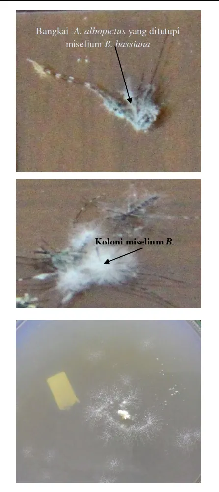 Gambar 1.  Nyamuk Ae. albopictus betina positif terinfeksi B. bassiana hari ke-9 (atas); nyamuk Ae
