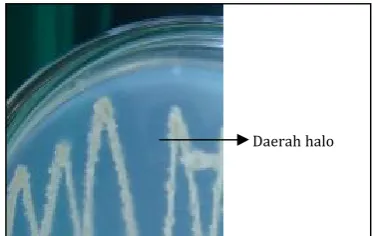Gambar 1. Isolat bakteri kitinolitik pada medium kitin 