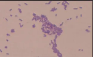 Gambar 2. Hasil pewarnaan gram isolat bakteri kitinolitik 