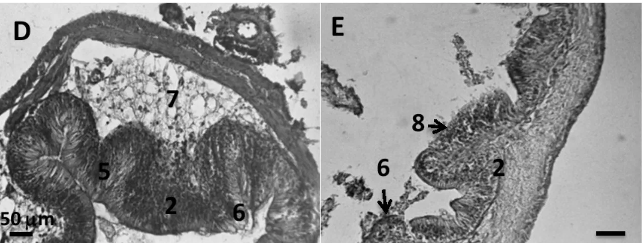Figure 13.  Treatment of 9 g/L middle part (D) and 12 g/L middle part (E).  1) edema, 2)  leucocyte  infiltration,  3)  vacuolisation,  4)  blur  swollen,  5)  hemorraghie,  6)  necrosis, 7) fat degeneration, 8) atriphi villi