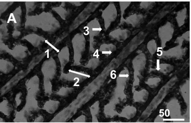 Figure  1.  Histological  structure  of  tilapia  (Oreochromis  niloticus)  gills.  Control  A):  1)  primary  lamella,  2)  secundary  lamella,  3)  lacuna,  4)  primary  lamella  epitelial  cells,  5)  secundary  lamella  epitelial  cells,  6)  pillar  c