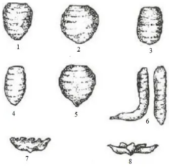 Gambar 2.2 Klasifikasi berbagai bentuk umbi talas (Minantyorini dan Hanarida, 2002) 