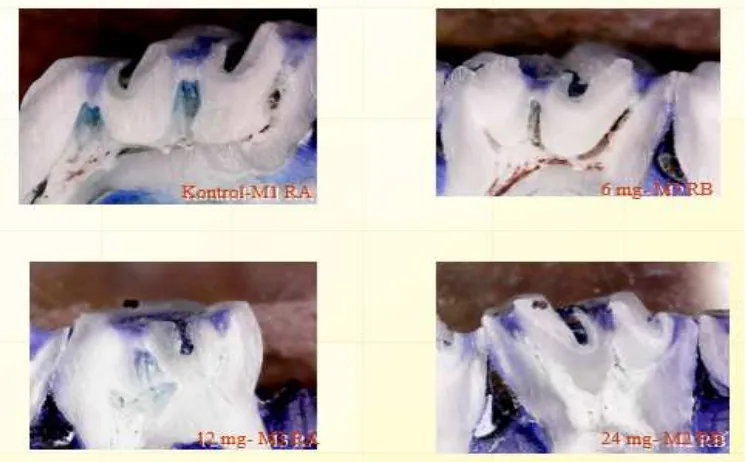 Gambar 2. Permukaan halus gigi tikus yang sudah direndam dengan larutan 1% methylene blue, dengan pembesaran 300 x dilihat secara visual tidak terlihat adanya karies