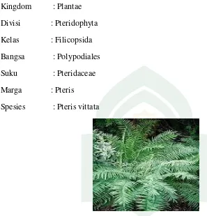 Gambar 2.2 tanaman paku (Pteris vitata) 