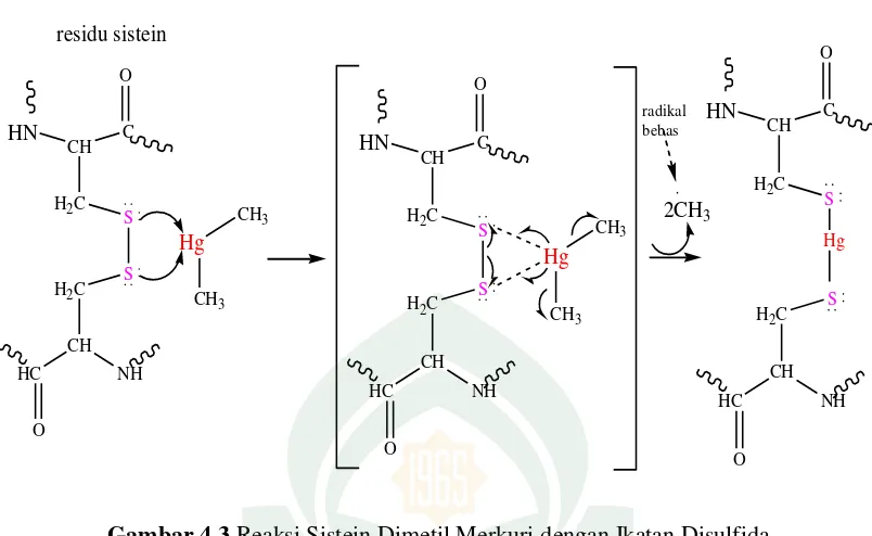 Gambar 4.3 Reaksi Sistein Dimetil Merkuri dengan Ikatan Disulfida 