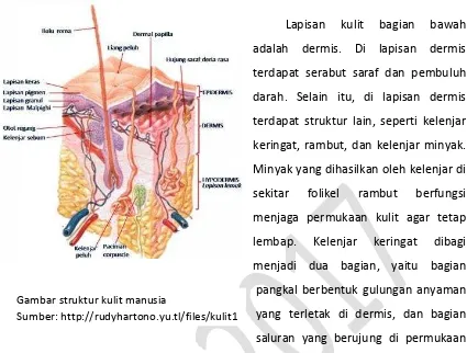Gambar struktur kulit manusia 