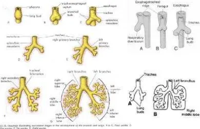 Gambar 8. Perkembangan Paru-paru 