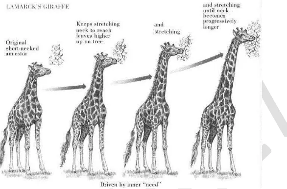 Gambar 1. Pandangan Lamarck tentang evolusi jerapah 