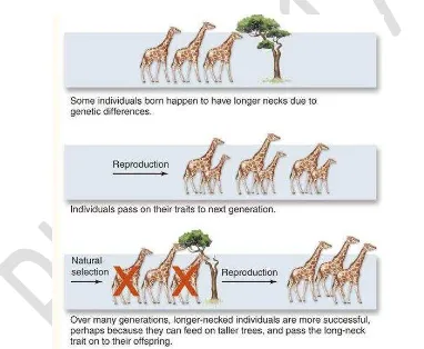 Gambar 2. Pandangan Darwin tentang evolusi jerapah 