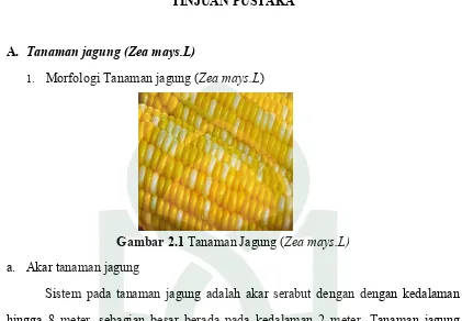 Gambar 2.1 Tanaman Jagung (Zea mays.L) 