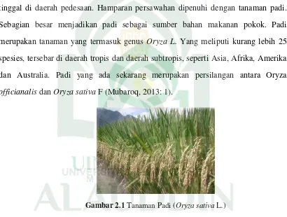 Gambar 2.1 Tanaman Padi (Oryza sativa L.)  