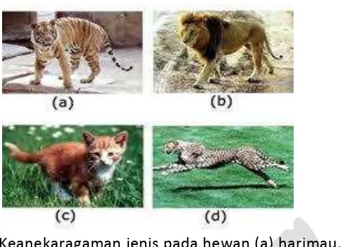 Gambar 4. Keanekaragaman jenis pada hewan (a) harimau,  